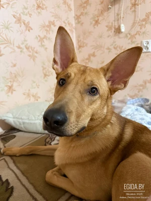 Срочно ищет дом!