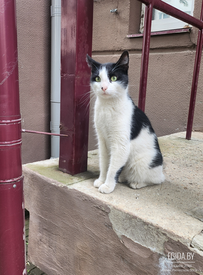 Молодой кот в поисках дома