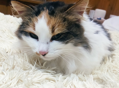 Кошка молодая очень ласковая