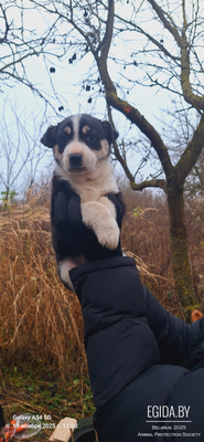 Щенки в дар