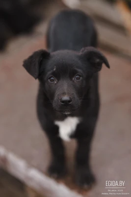 Щенок в дар!