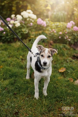 Щеночек ищет дом