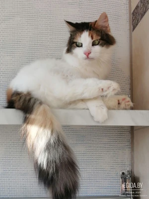 Пушистая трехцветка Стеша, нежная, ласковая кошечка, в поисках любящей Семьи