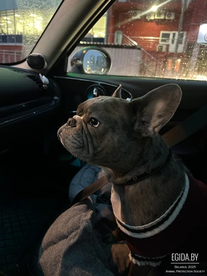 Француз по кличке Франклин