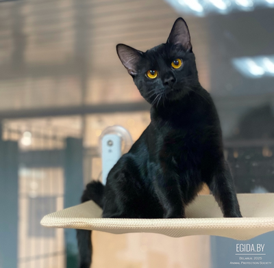 КРАСАВЕЦ ФОБОС ЖДЕТ ВАС