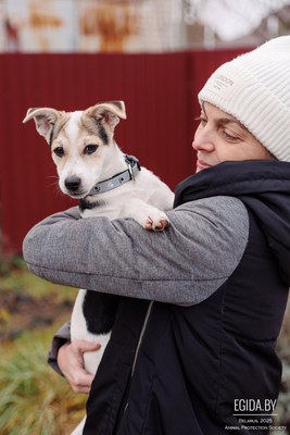щенок мелкого размера в дар в добрые руки