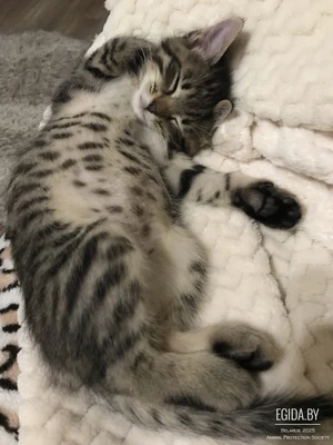 Две маленькие кошечки