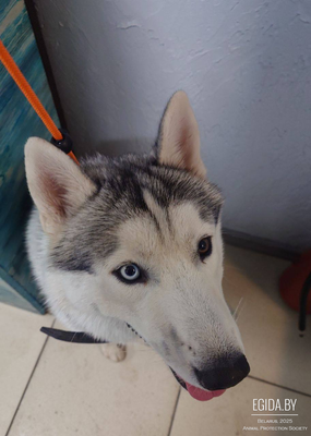 Найден Хаски в районе Филимонова