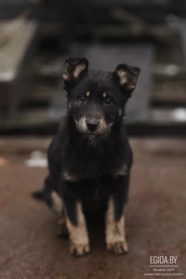 Щенки 3 месяца в дар!