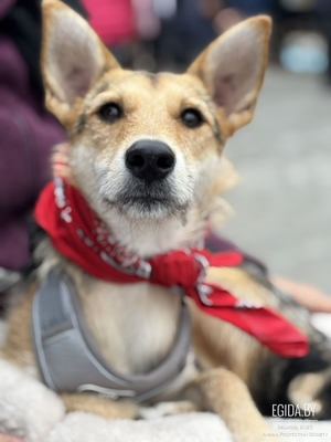 Асти ищет семью