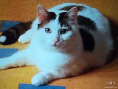 Девочка красавица ищет дом