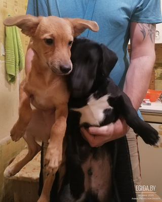 В хорошие руки