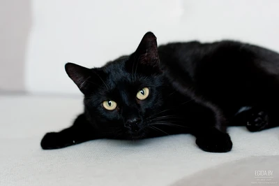 Тейд – роскошный хвостик