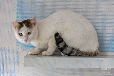 Нежная, ласковая блондинка Алиса мечтает о своём доме