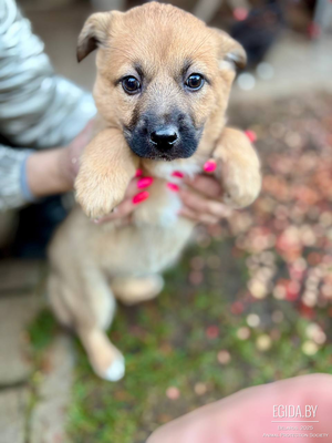 Щенки 2,5 месяца в дар