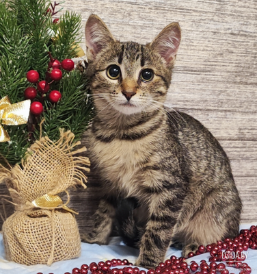 Котенок в дар