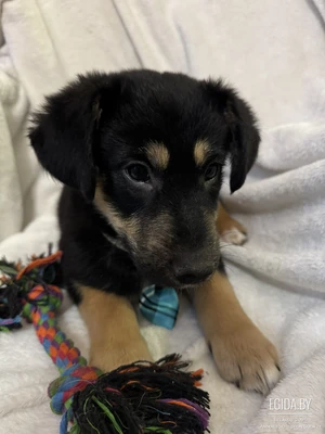 Щенок мальчик, 2 мес, ласковый Лаки, от небольшой собаки, в поисках семьи