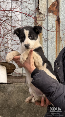 Щенки 2,5 месяца в дар!