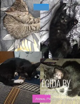 Котята ищут добрую и любящую семью