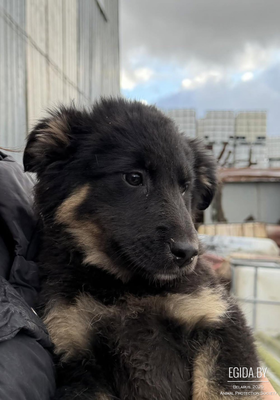 Щенки 2,5 месяца в дар!