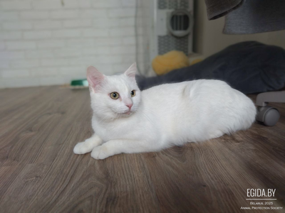 Белоснежный красавец Эльф, нежный, ласковый блондин в поисках любящей Семьи