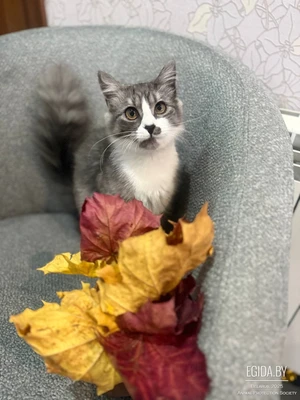 Пуся — маленькое пушистое счастье в поисках дома!