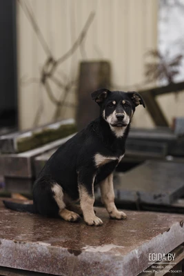 Щенок в дар!