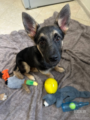 Щенок Девочка 4.5 мес метис овчарки, вакцинирован