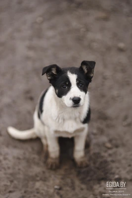 Щенок в дар!