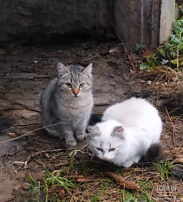 Две сестрички- сиротки в поисках дома