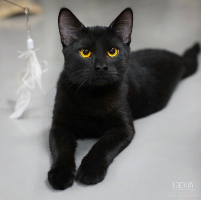 КРАСАВЕЦ ФОБОС ЖДЕТ ВАС