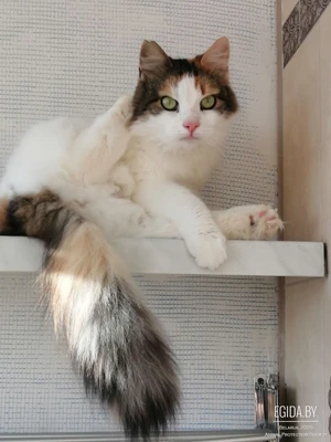 Пушистая трехцветка Стеша, нежная, ласковая кошечка, в поисках любящей Семьи