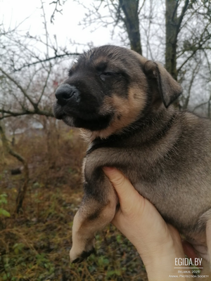 Щенки в дар