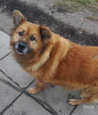 Найдена собака в районе Дражня