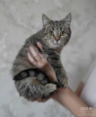 Ватрушка ищет дом