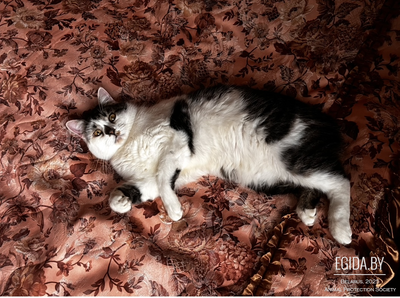 Кот Вайс ищет дом