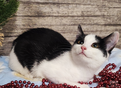 Котенок в добрые руки