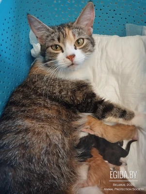 Кошка, 2 года ИРИСКА