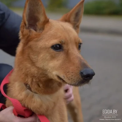 Рыжий, солнечный пёс Айк, добрый, замечательный, а шерсть-золотое руно, в поисках любящей Семьи