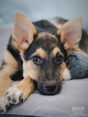 Щенок мальчик 4.5 мес метис овчарки, вакцинирован