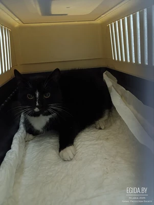 Срочно нужен дом или передержка