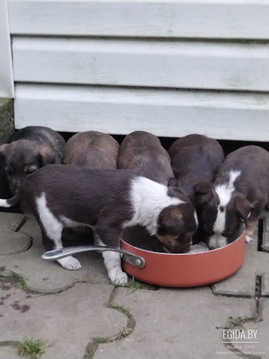 Маленькие щенята