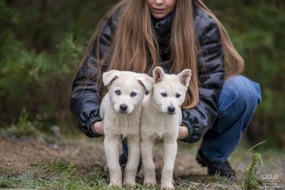 Мальчик и девочка - белые щенки в дар
