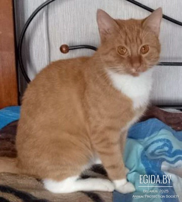 Красивый  Рыжик  с янтарными глазами 3,5 года - хорошим хозяевам