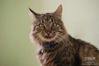 Умный молодой кот Шурик в дар