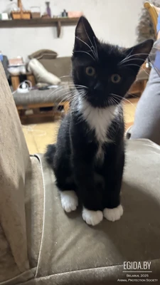 котята-очаровашки