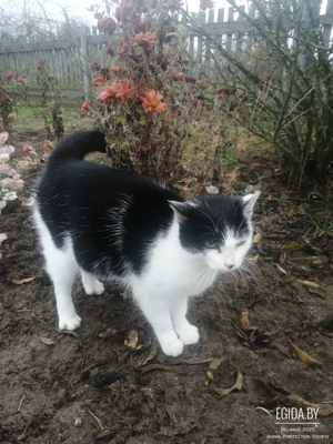 Сос! Кошку выбросили на даче. Нужна помощь!