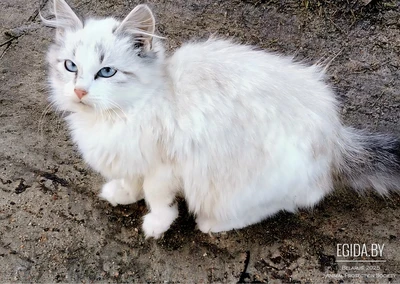 Невероятная Зефирка в поисках дома