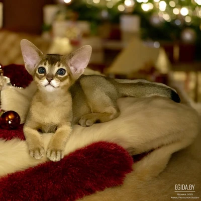 Абиссинский котёнок