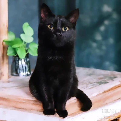 Дафф в поисках своей семьи